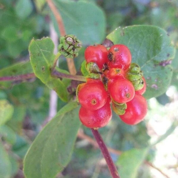 Lonicera etrusca Fruchs