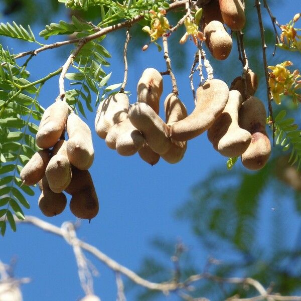 Tamarindus indica Gyümölcs