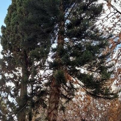 Araucaria heterophylla 整株植物