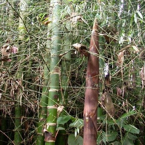 Bambusa bambos Bark