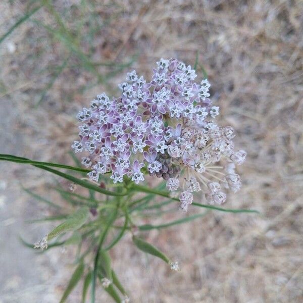 Asclepias fascicularis Žiedas