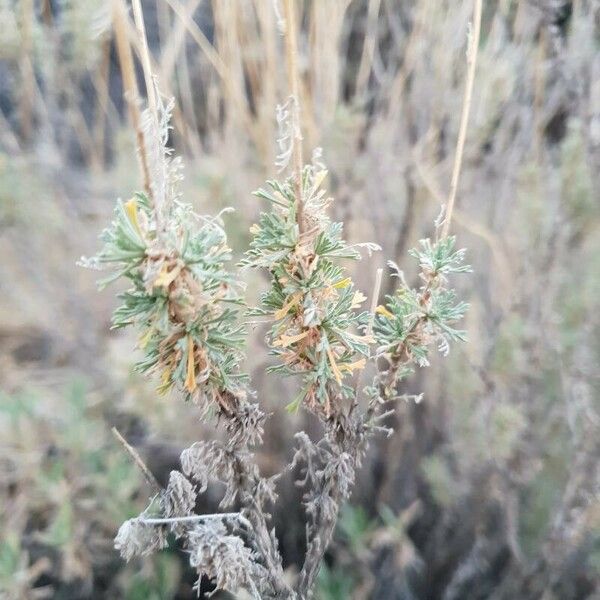 Artemisia frigida Blad