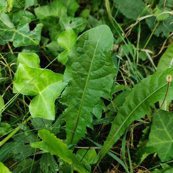 Taraxacum clemens Hoja