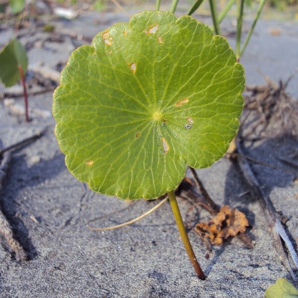 Hydrocotyle bonariensis Лист