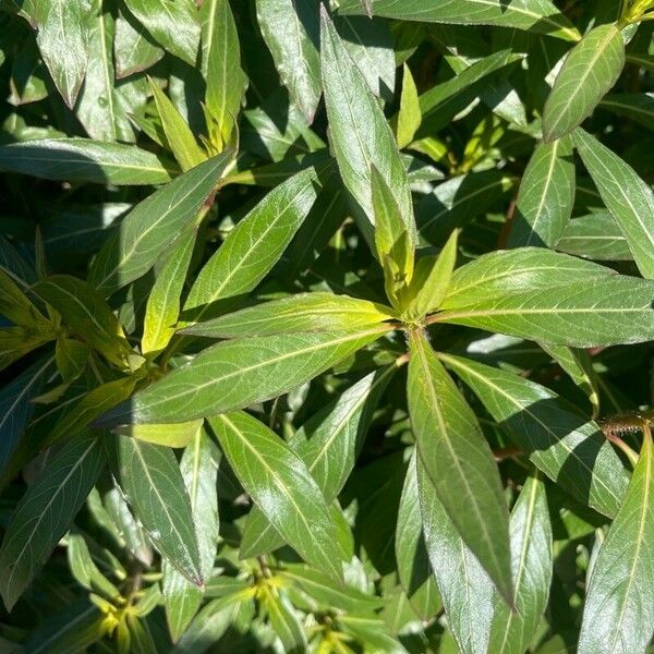 Cuphea micropetala Leaf