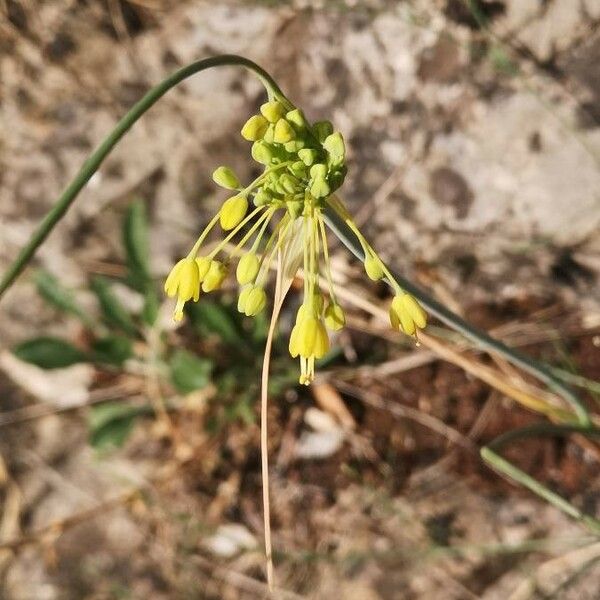 Allium flavum Floro