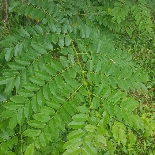 Cassia javanica Leht