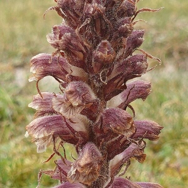 Orobanche minor Virág