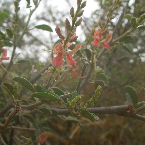 Indigofera oblongifolia Цветок