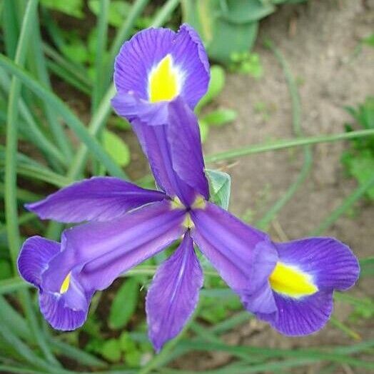 Iris xiphium Цвят