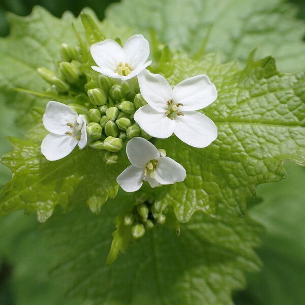 Alliaria petiolata Flor