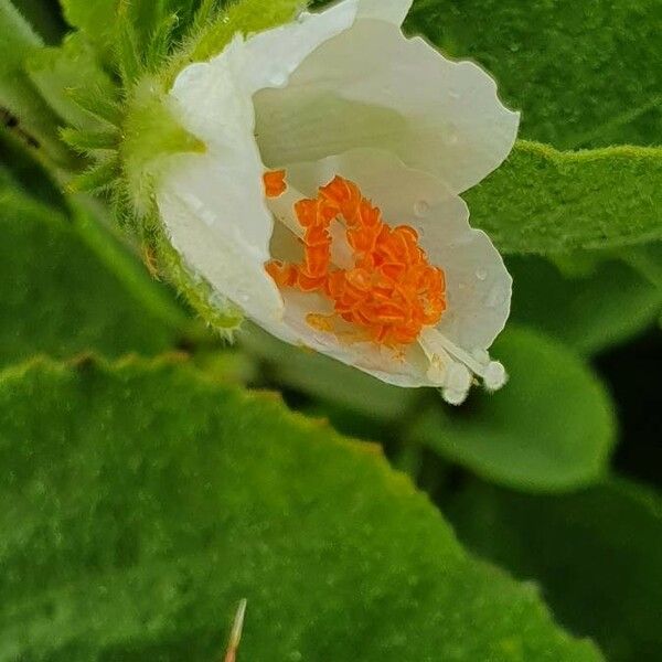 Hibiscus flavifolius പുഷ്പം