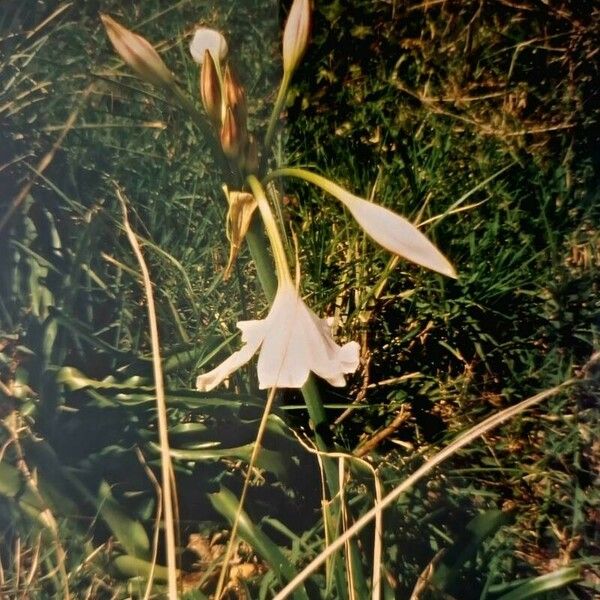 Crinum macowanii Kvet