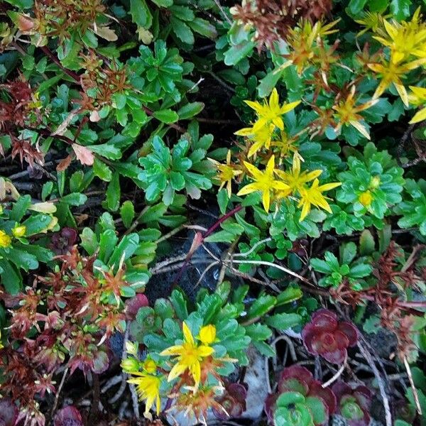 Phedimus kamtschaticus Fleur