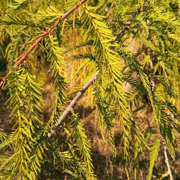 Taxodium distichum Leaf