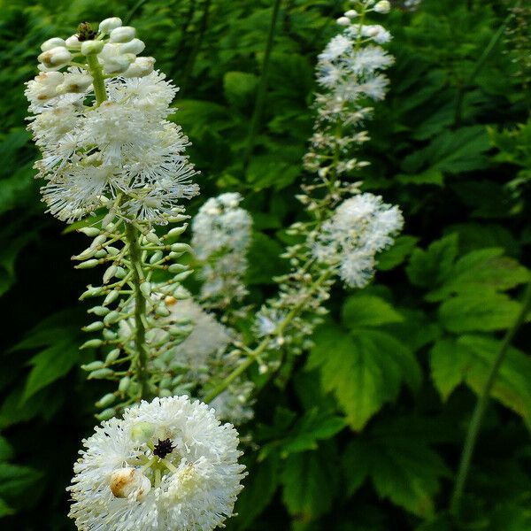 Actaea racemosa Floare