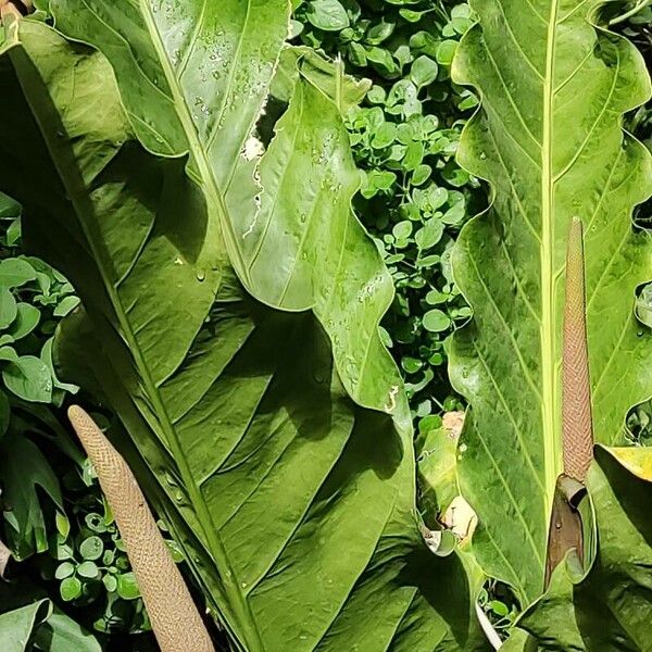 Anthurium schlechtendalii Yaprak