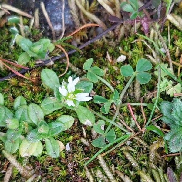 Cerastium diffusum Bloem