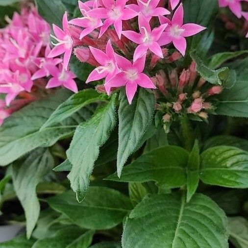 Pentas lanceolata Pokrój