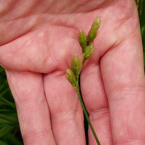 Carex canescens Flower