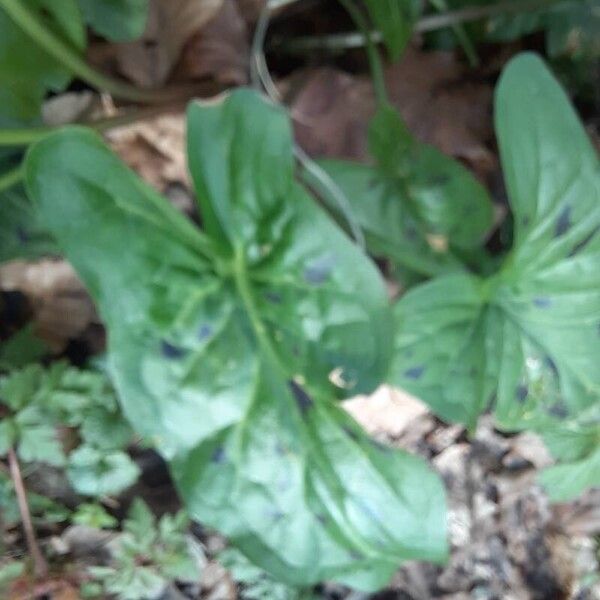 Arum maculatum Blatt