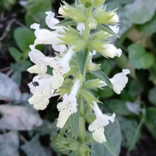 Stachys annua Lorea