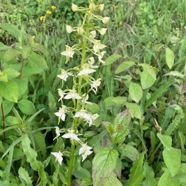 Platanthera chlorantha Žiedas