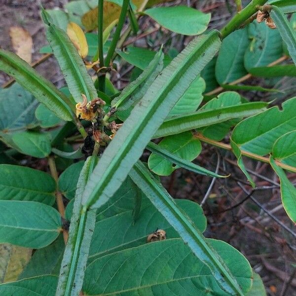 Senna alata Fruit