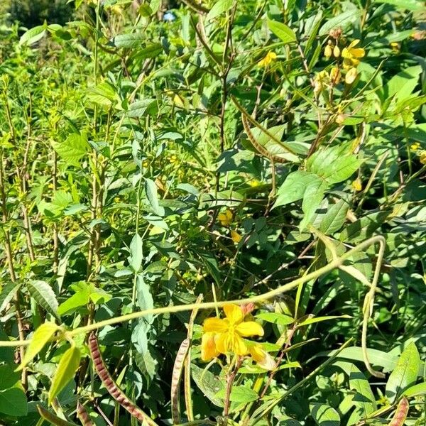 Senna occidentalis Habitat