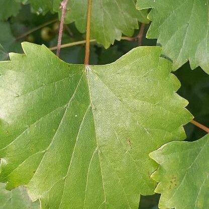 Vitis rotundifolia Hoja