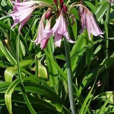 Crinum × powellii Hábito