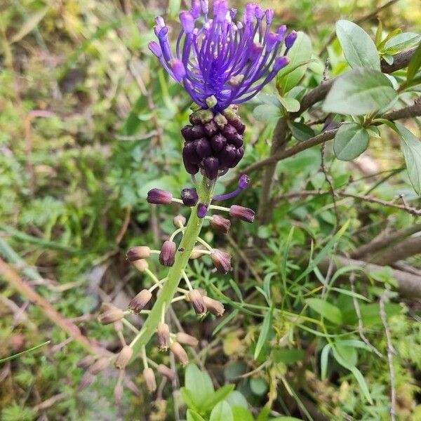 Leopoldia comosa Žiedas