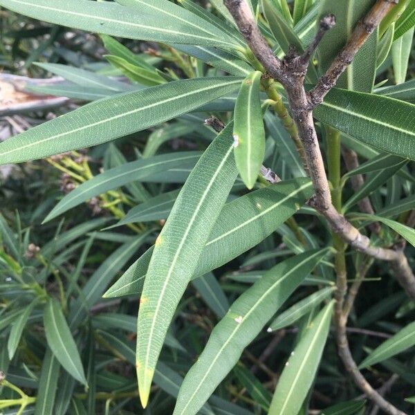 Nerium oleander برگ