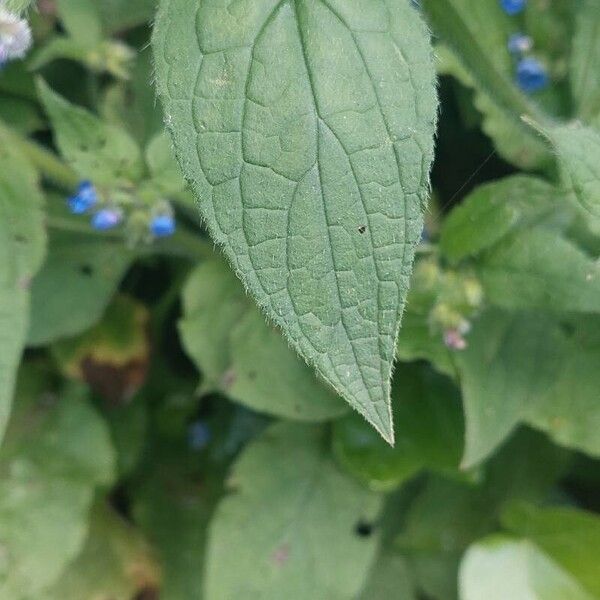 Pentaglottis sempervirens برگ