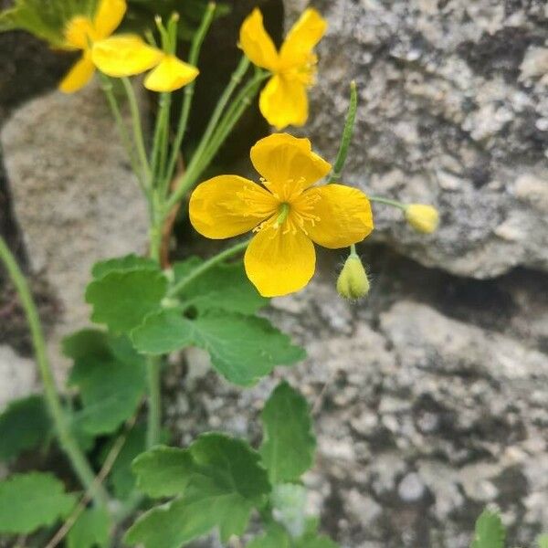 Chelidonium majus Цвят