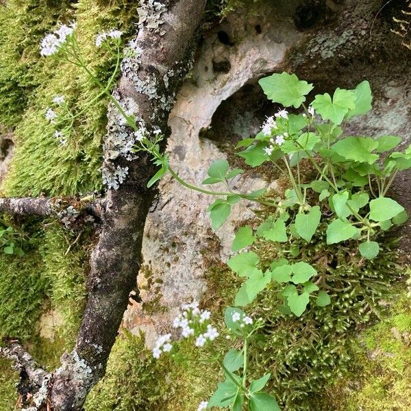 Valeriana tripteris Costuma