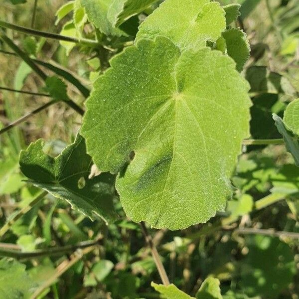 Abutilon mauritianum Blatt