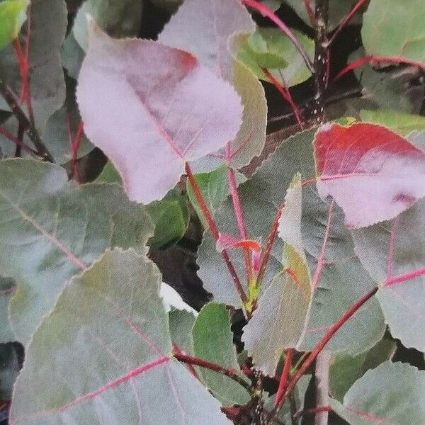 Populus deltoides 叶