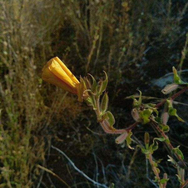Oenothera stricta फूल