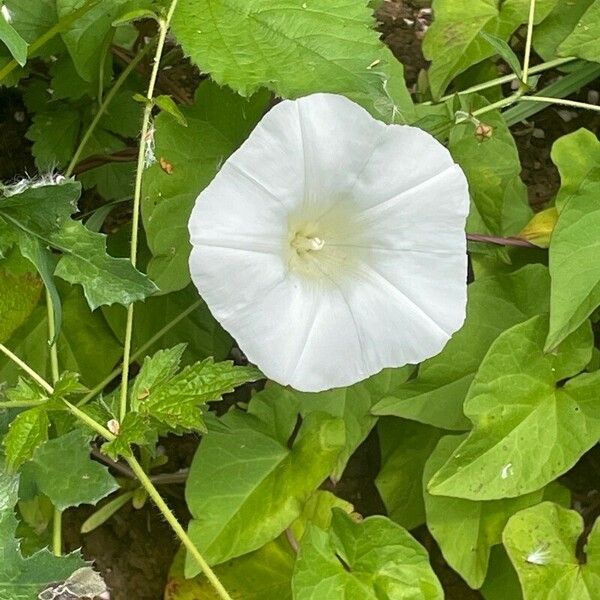 Convolvulus silvaticus ഇല