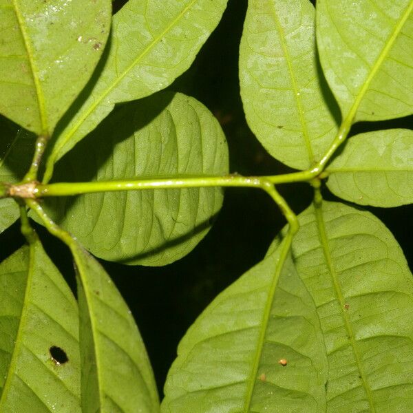 Peltostigma guatemalense Folla