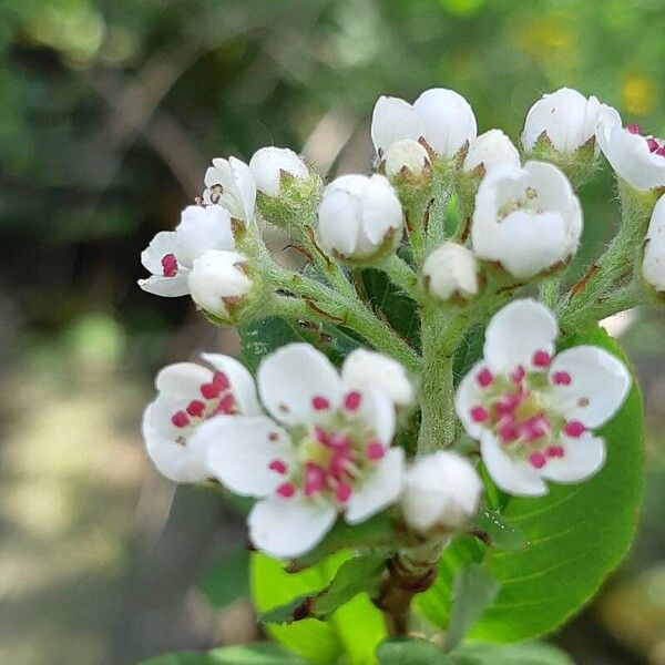 Aronia melanocarpa Floare