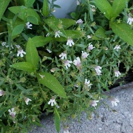 Houstonia longifolia Fiore