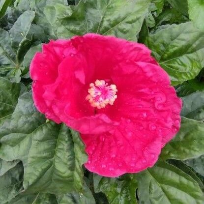 Hibiscus moscheutos Floare