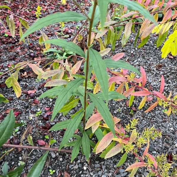 Doellingeria umbellata Foglia