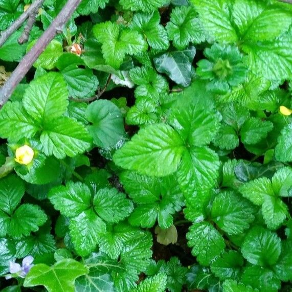 Potentilla indica Tervik taim