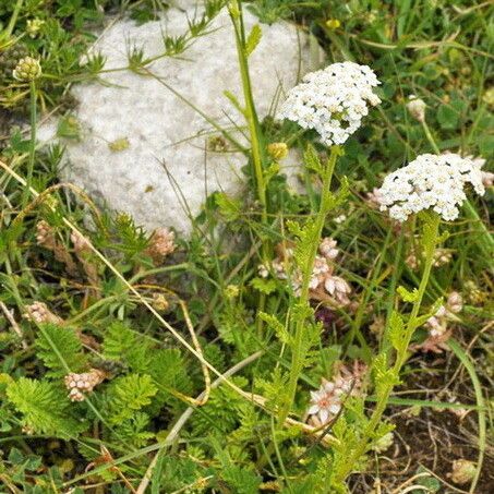 Achillea virescens Fiore