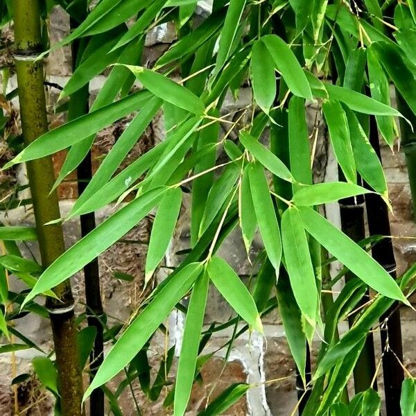 Phyllostachys aurea Φύλλο