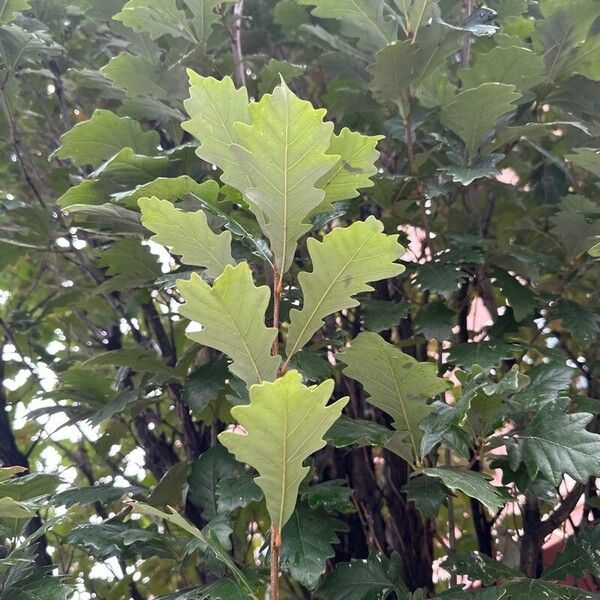 Quercus macrocarpa Листок