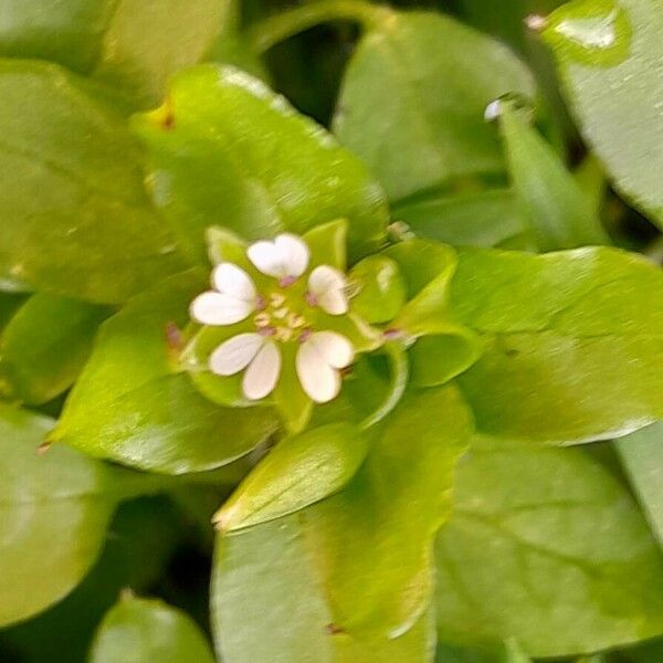 Stellaria media Flors